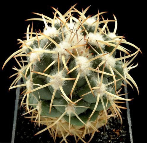 Coryphantha_asrerias